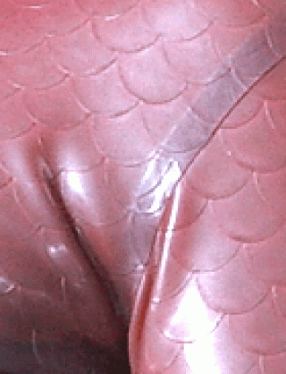 Struktur Latex Scales Pink